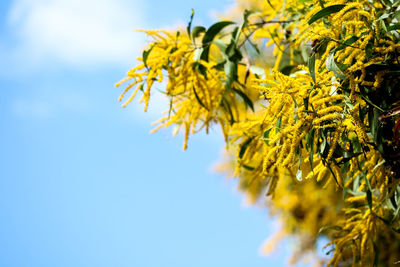 Low angle view of yellow flowering plant against clear sky