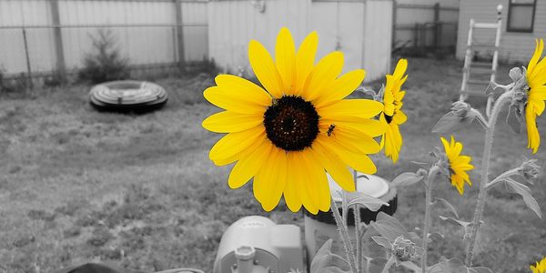 Close-up of sunflower against yellow wall