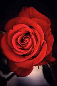 Close-up of red rose against black background