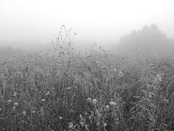 Plants growing on land against sky