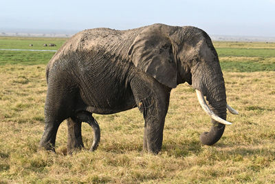 Elephants drinking water