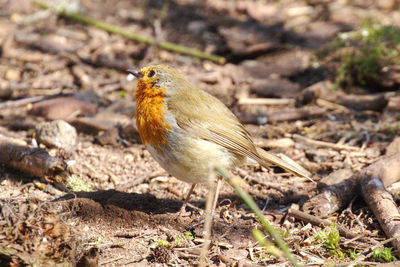 Close-up of a bird perching on a field