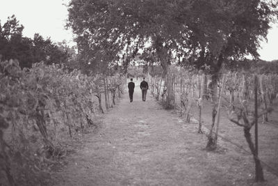 Rear view of people walking amidst trees