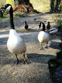 Birds in water