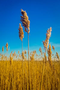 Close-up of stalks in field against blue sky