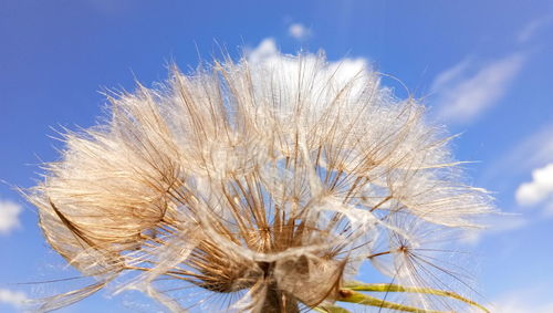 Close-up of dandelion against blue sky