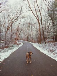 Dog standing on snow covered road