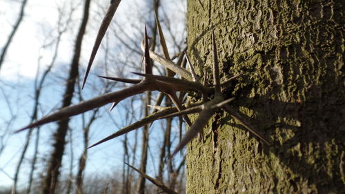 Low angle view of bare trees against sky