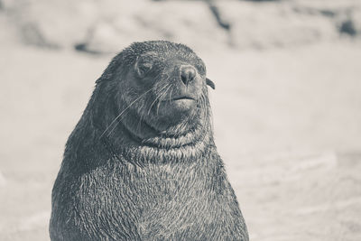 Close-up of an animal representation