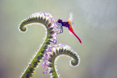 Beatiful dragonfly on unique plants