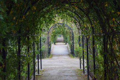 Footpath amidst trees