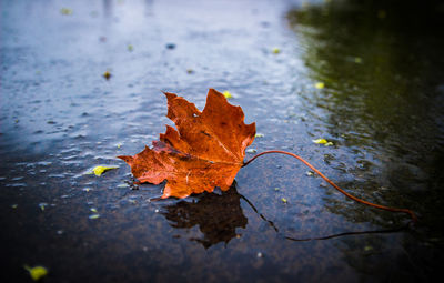 Close-up of wet maple leaf in puddle