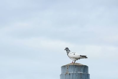 Low angle view of seagull perching on wooden post against sky