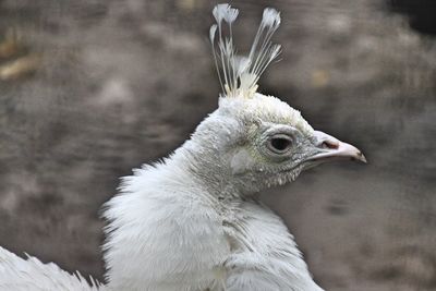 Close-up of a white peacock