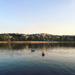 Ducks swimming in lake against clear sky