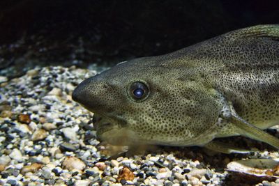 Close-up of fish swimming in sea