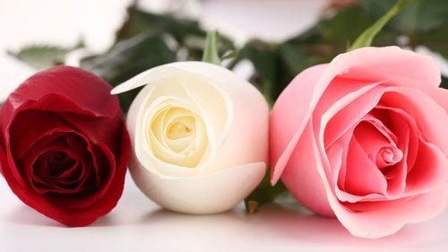 Close-up of rose bouquet