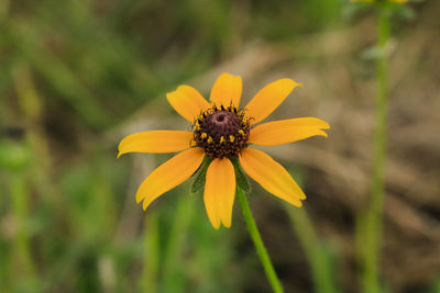 Close-up of bee on yellow flower