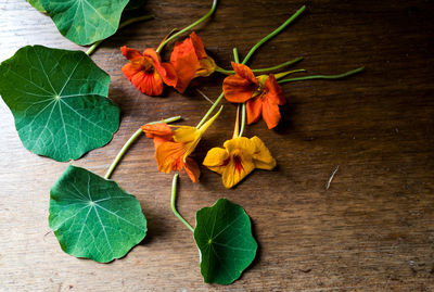 High angle view of flowering plant on table