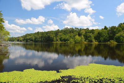 Scenic view of lake and forest