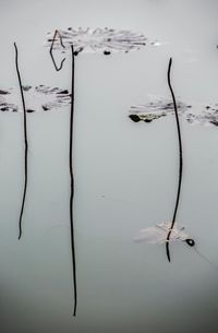 Close-up of plant floating on lake