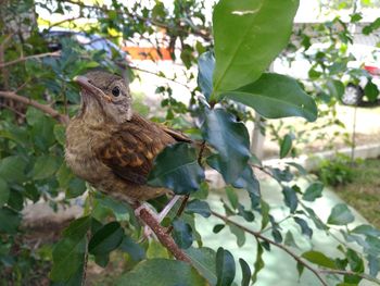 Close-up of bird perching on tree