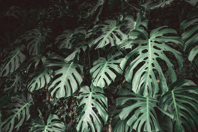 Full frame shot of plants