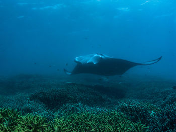 Manta ray. Yap