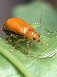 Close-up of insect on leaf