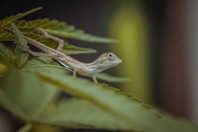 Close-up of lizard