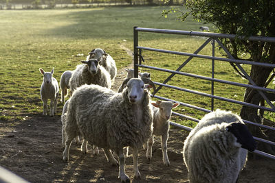 Sheep in a field