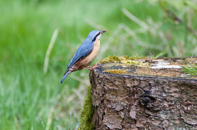 Close-up of bird perching on grass