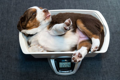 High angle view of puppy sleeping