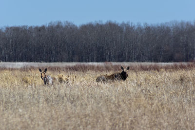 Horses in a field