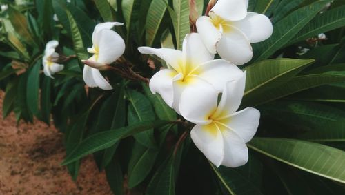 Close-up of white flowers