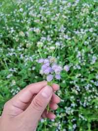 Close-up of hand holding purple flower
