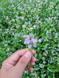 Close-up of hand holding flower