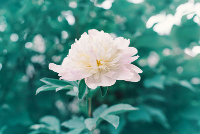 Beautiful light pink peony flower on green background. pretty artistic organic floral natural back