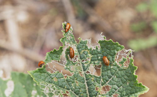 Close-up of insect on plant