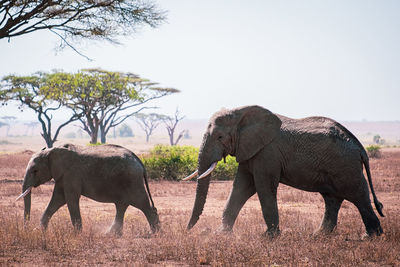 Elephants of the serengeti, standing walking in a field 