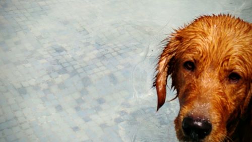 Close-up portrait of a dog