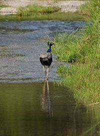 Bird perching on a lake