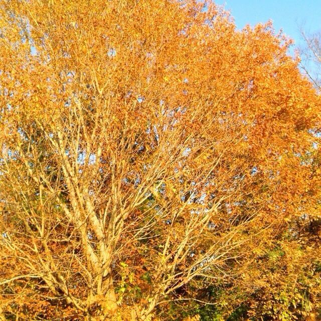 growth, field, yellow, nature, plant, beauty in nature, flower, clear sky, fragility, freshness, tranquility, grass, season, close-up, day, autumn, outdoors, growing, sunlight, dry