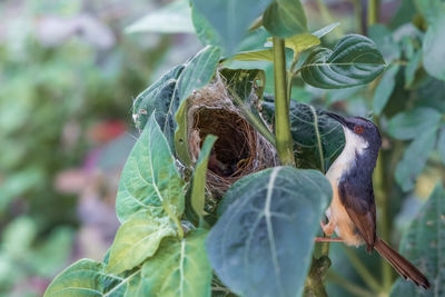 Close-up of a bird