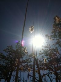 Sun shining through trees