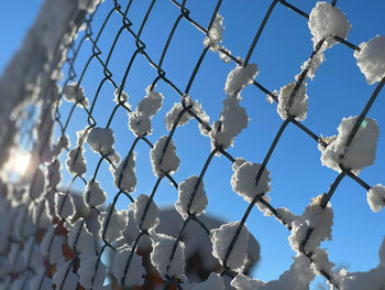 Low angle view of snow on plant against sky