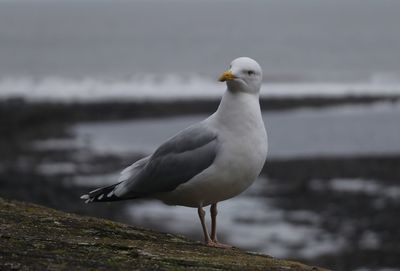 Close-up of seagull perching on retaining wall against sky