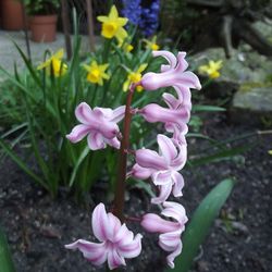Close-up of pink flowers