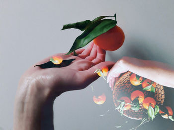 Close-up of hand holding rose plant