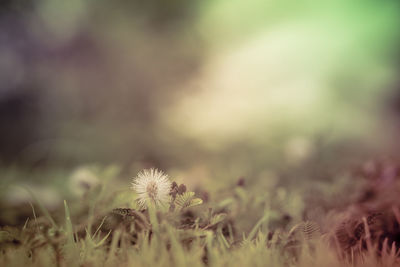 Close-up of dandelion on field